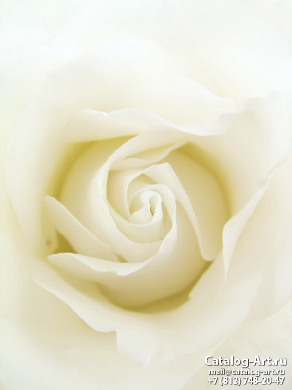 Натяжные потолки с фотопечатью - Белые розы 51
